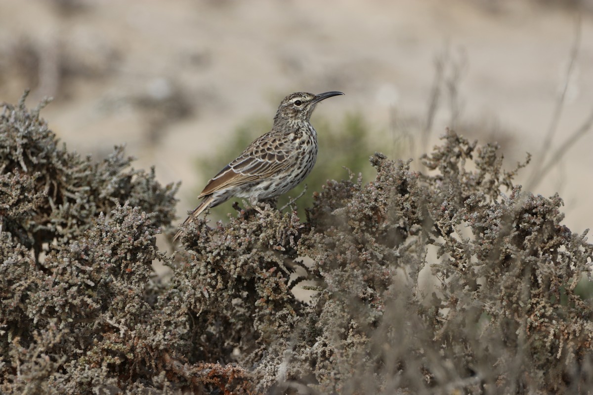 Жайворонок криводзьобий (підвид curvirostris/falcirostris) - ML447855791