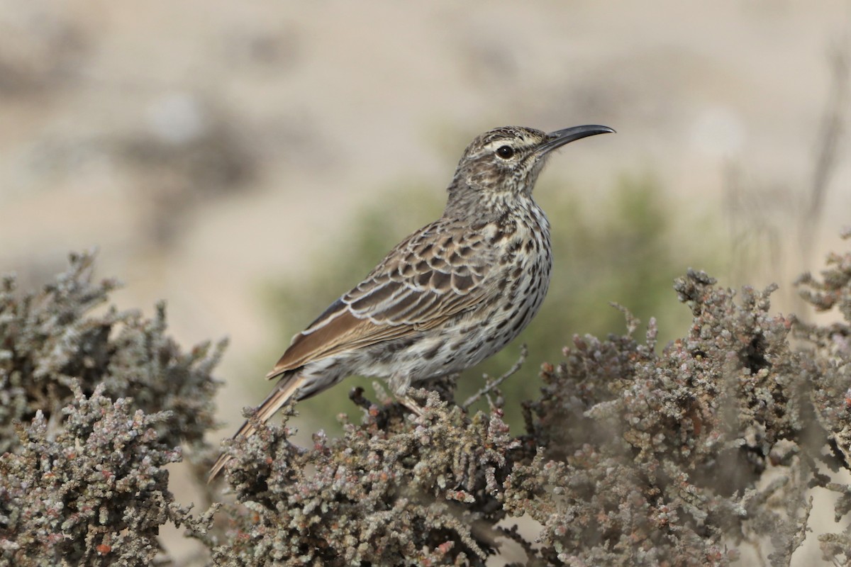 Cape Long-billed Lark (Cape) - ML447856851