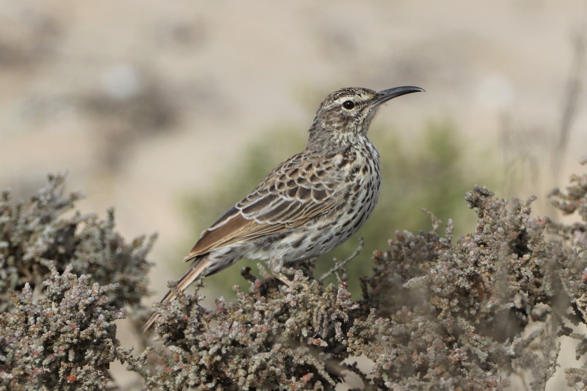 Жайворонок криводзьобий (підвид curvirostris/falcirostris) - ML447856851