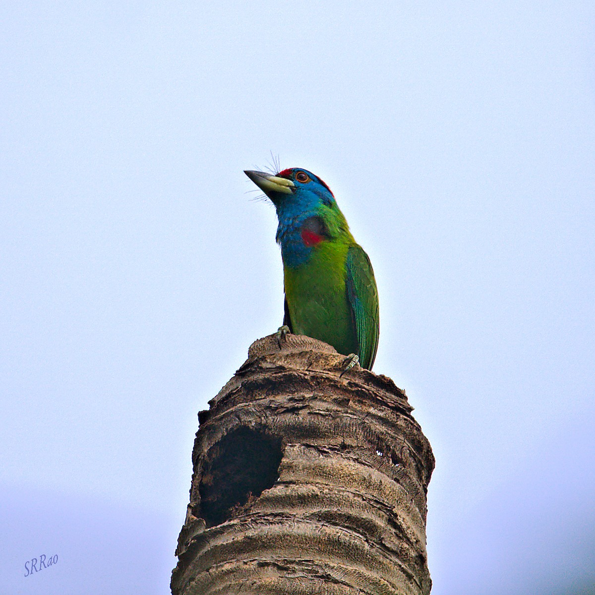 barbet modrolící - ML447858121