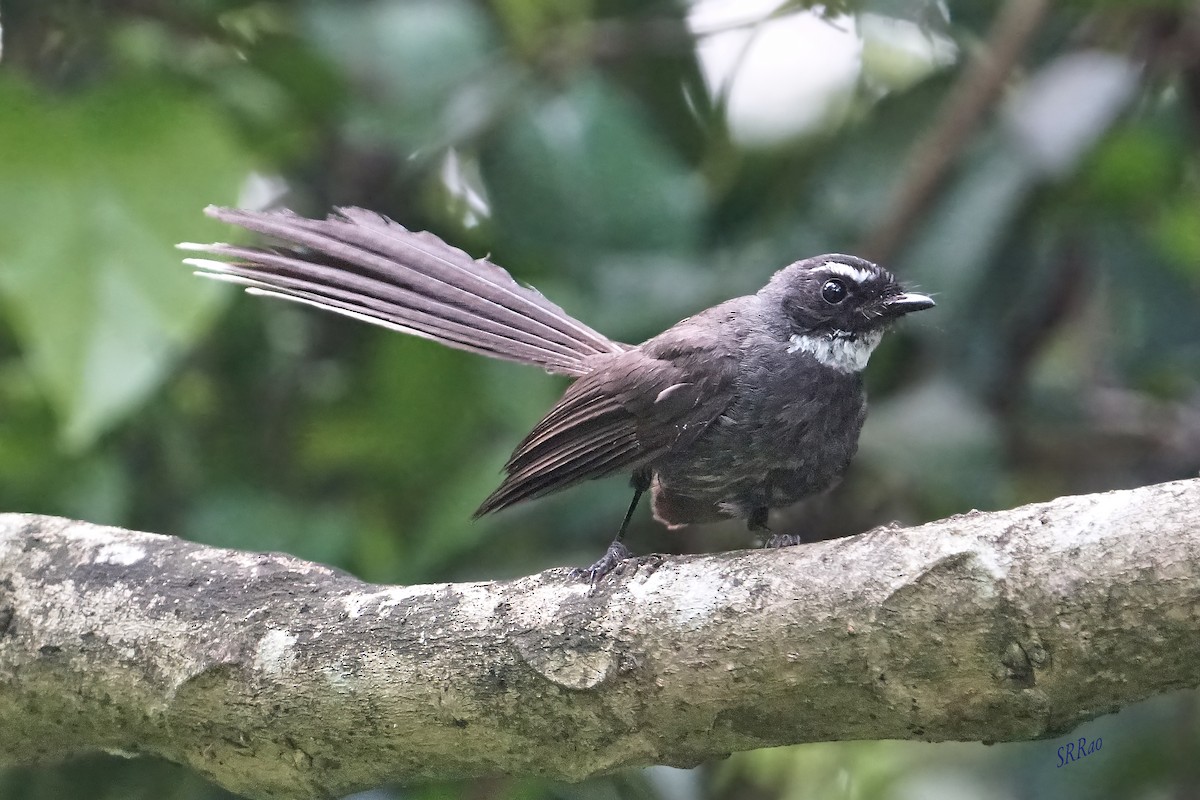 White-throated Fantail - ML447858411