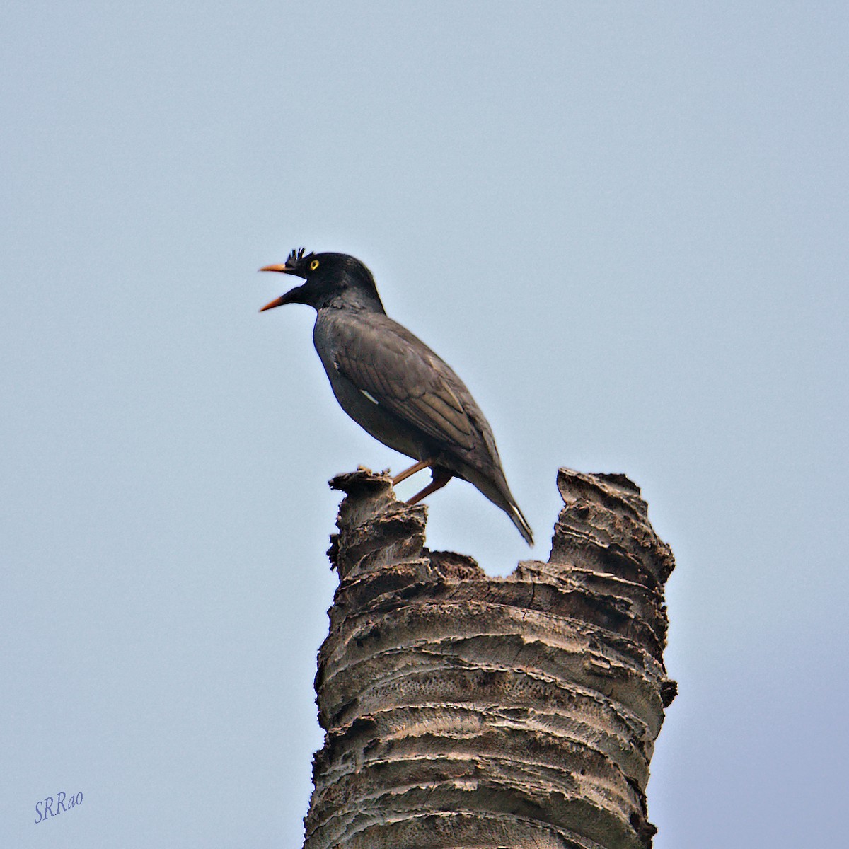 Jungle Myna - ML447858491