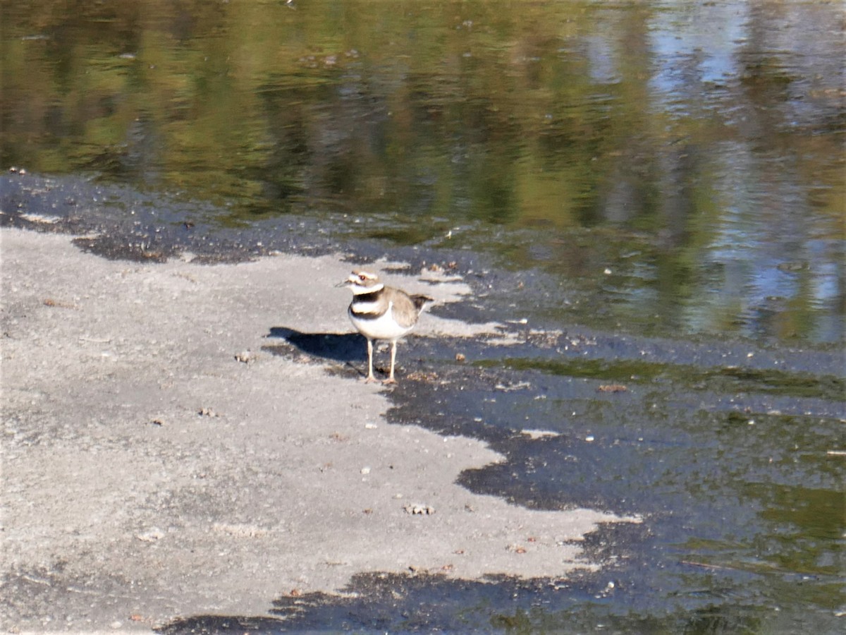 Killdeer - ML447858551