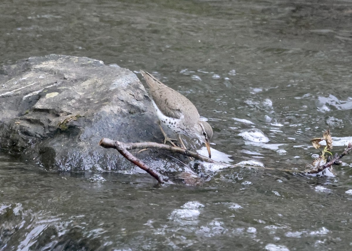 Spotted Sandpiper - ML447858581