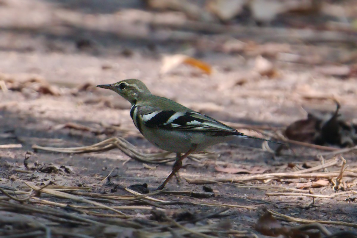 Forest Wagtail - Raghava Rao suryadevara