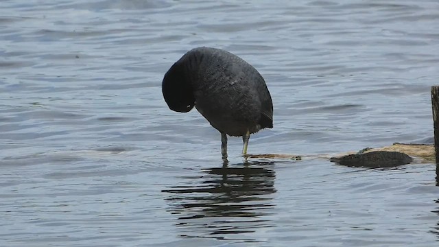 Eurasian Coot - ML447859221