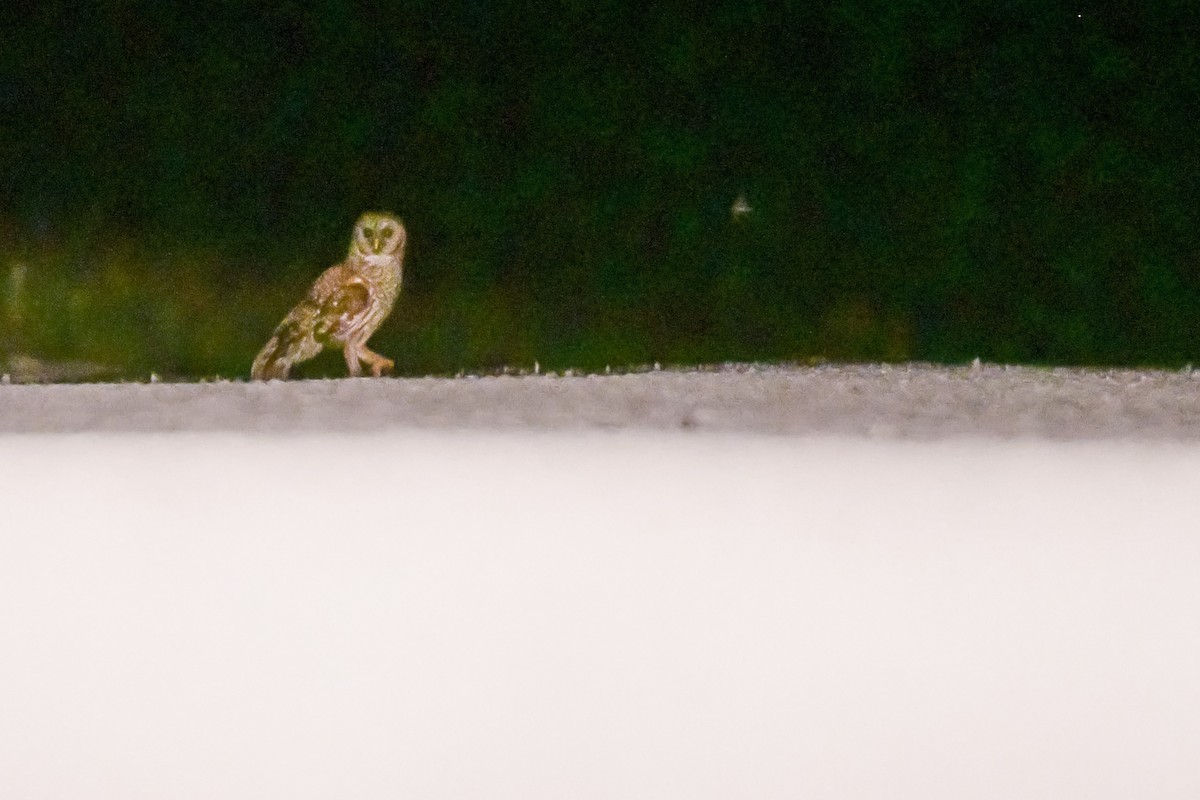 Barred Owl - ML447859541