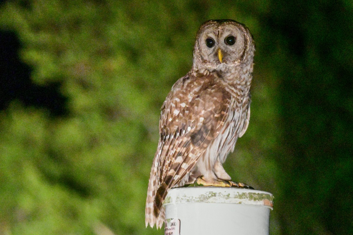 Barred Owl - Raphaël Nussbaumer