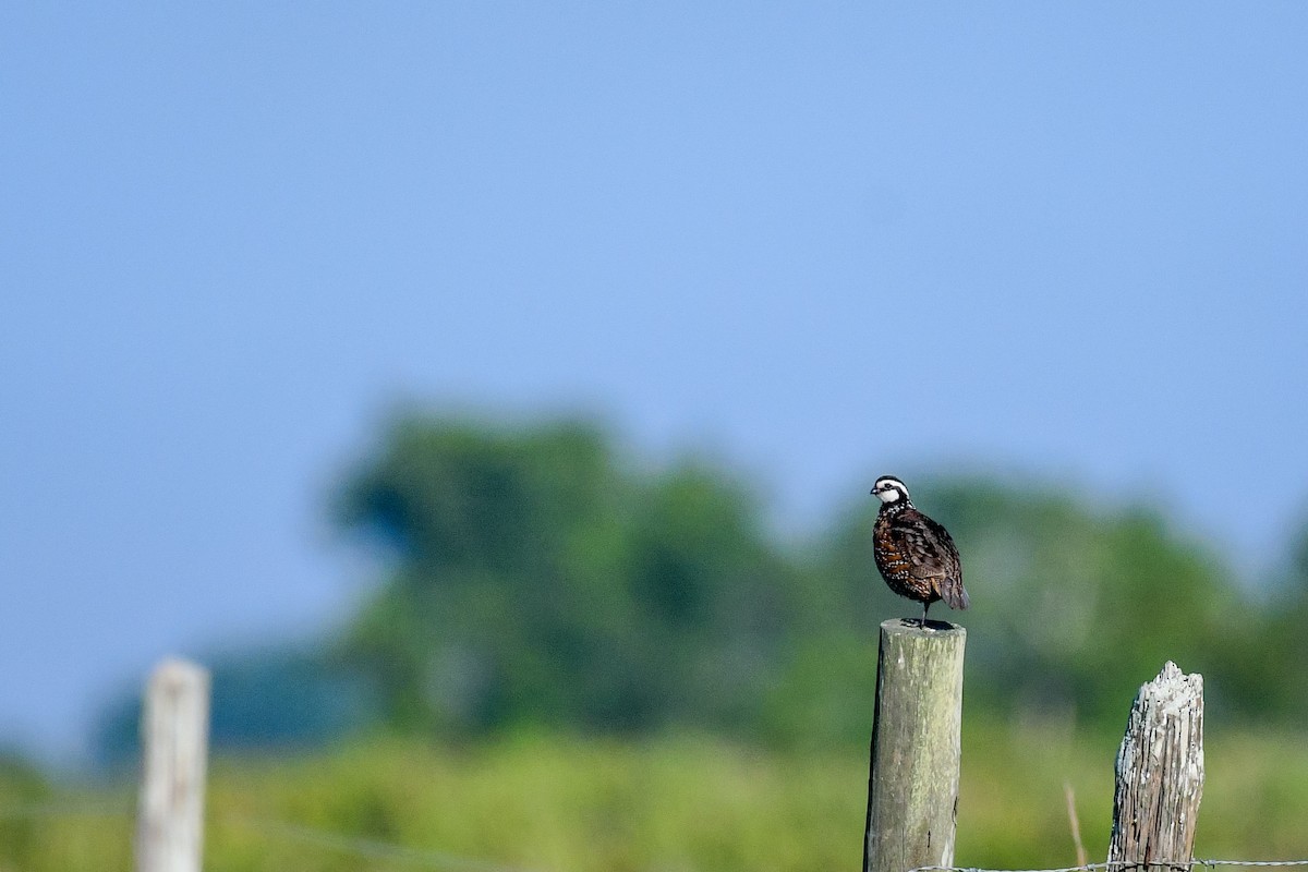 Northern Bobwhite - ML447859681