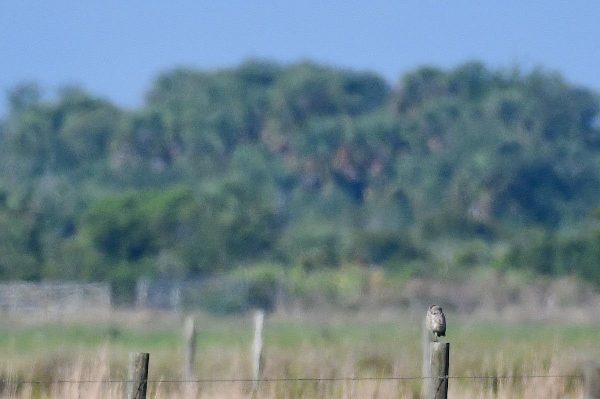 Burrowing Owl - ML447859901