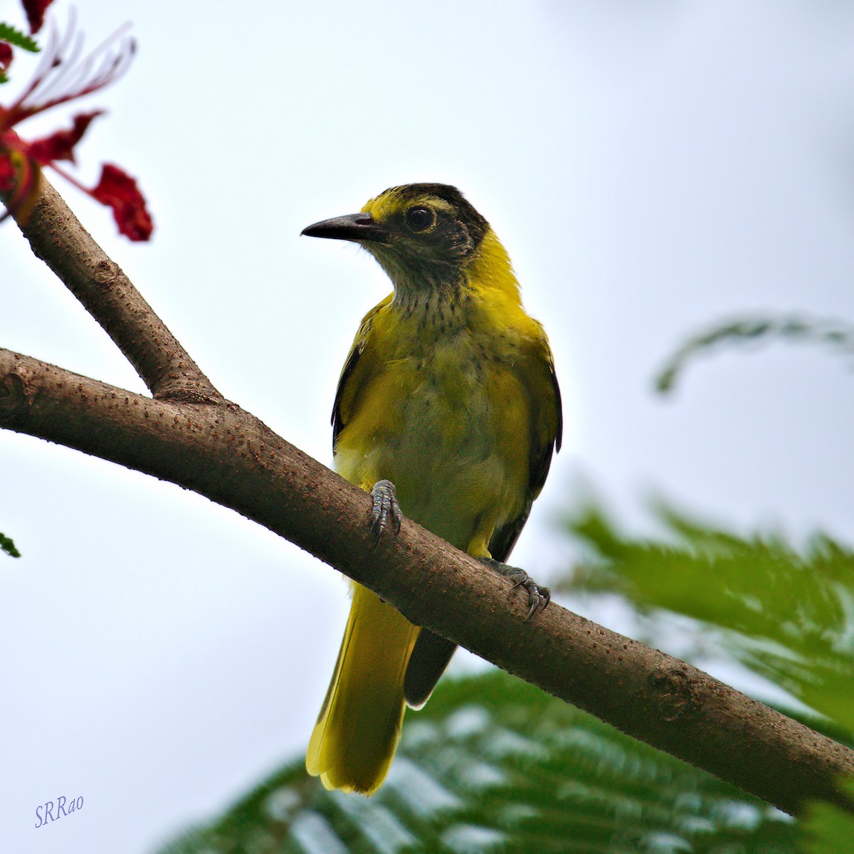 Black-hooded Oriole - ML447859961