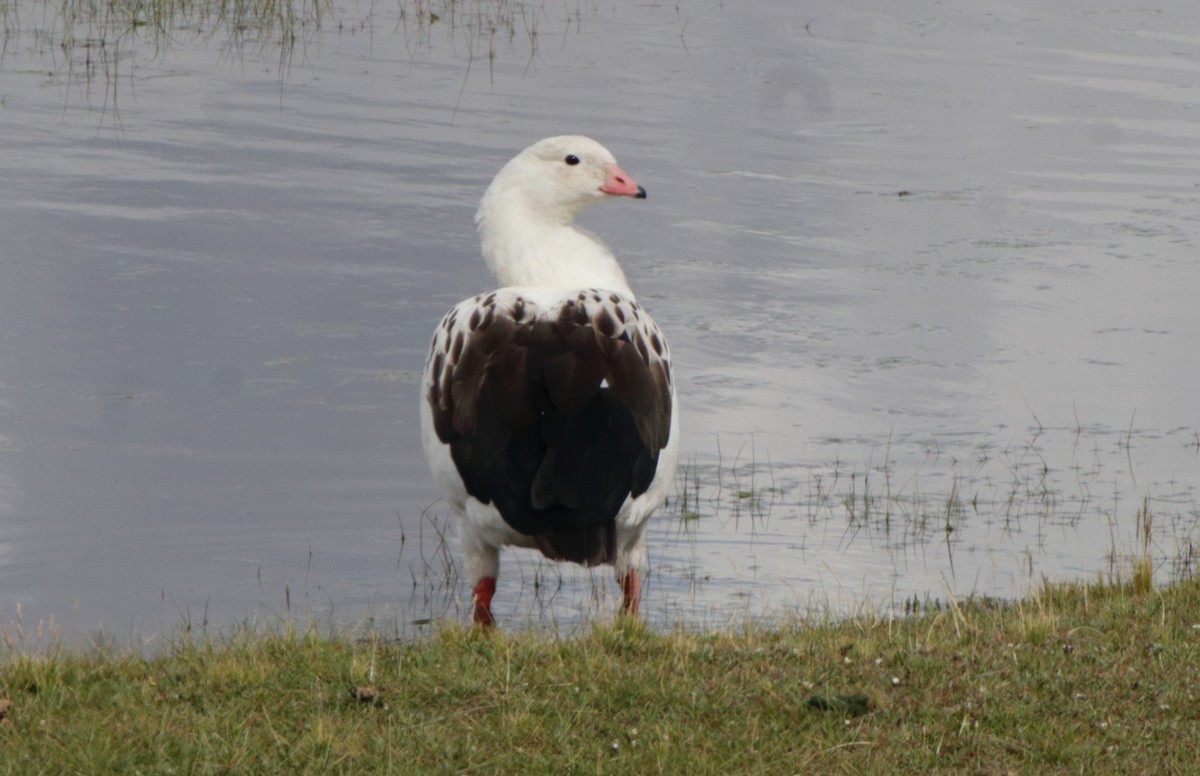 Andean Goose - ML447861761