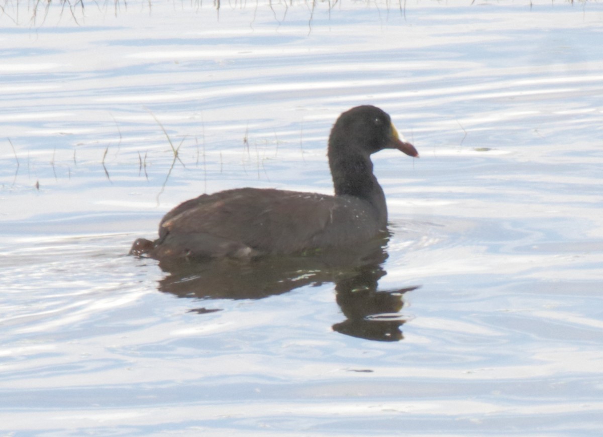 Giant Coot - ML447862151