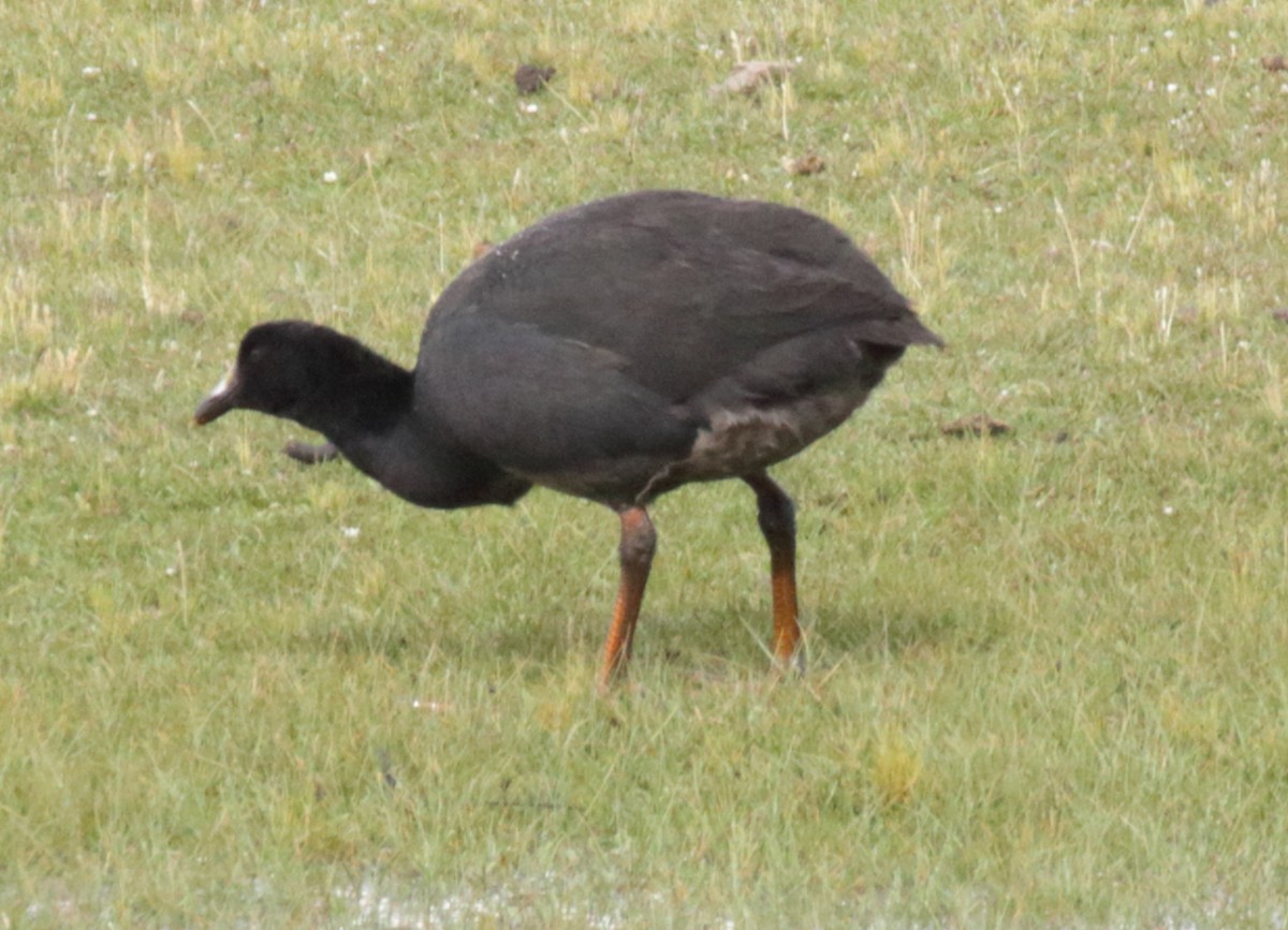 Giant Coot - ML447862161