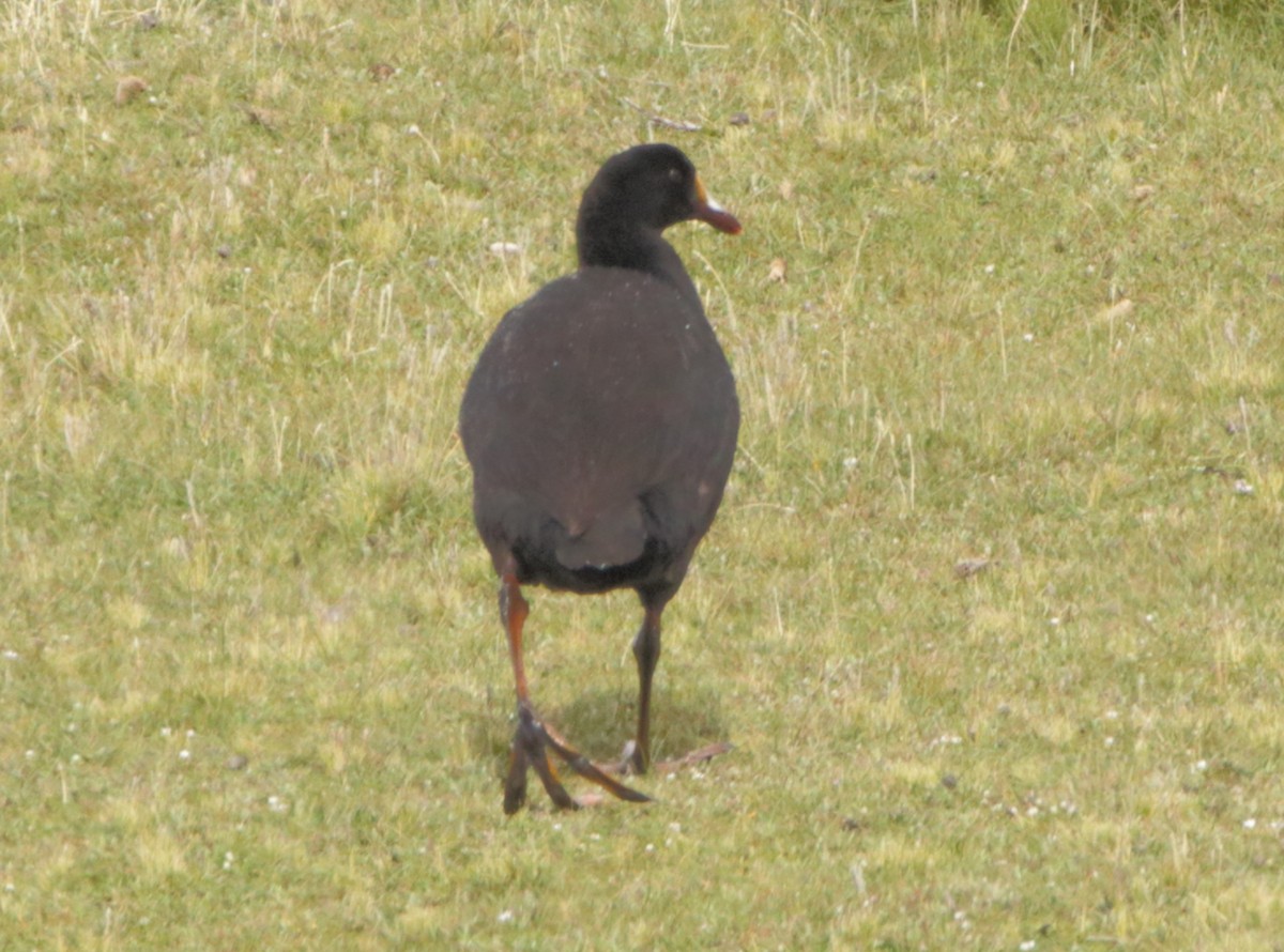 Giant Coot - ML447862171