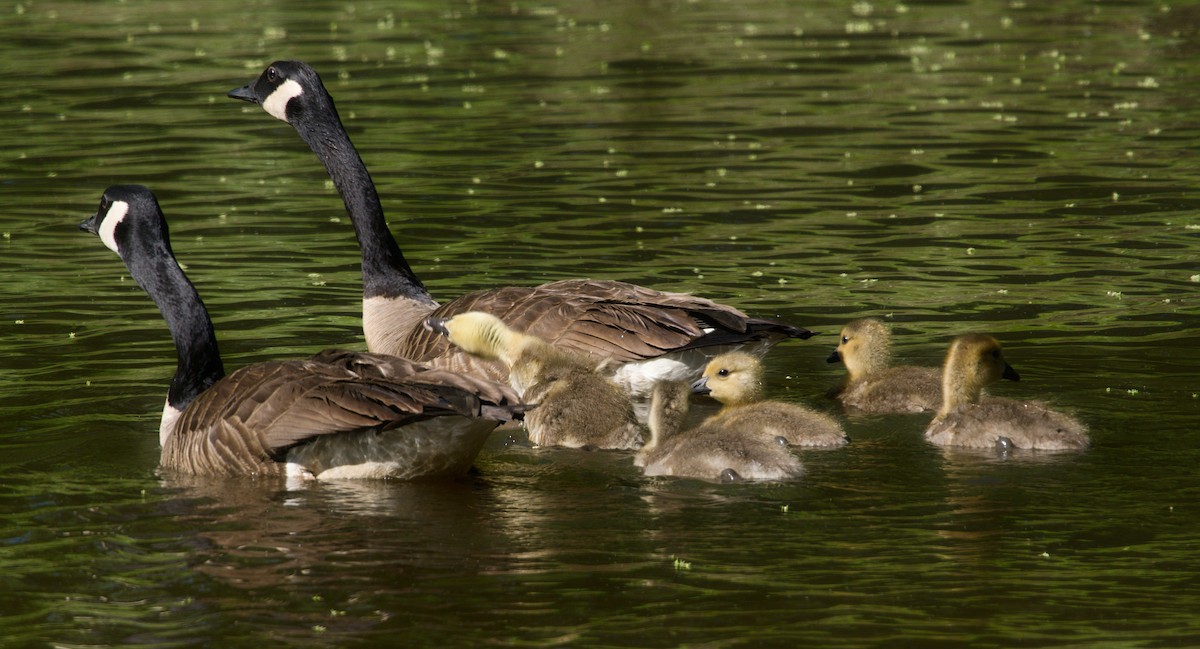 Canada Goose - ML447862961