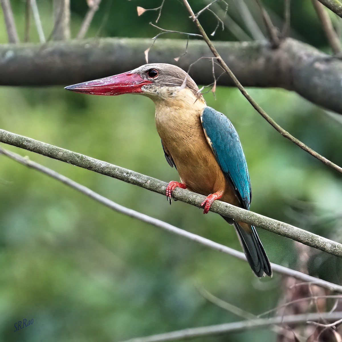 Stork-billed Kingfisher - Raghava Rao suryadevara