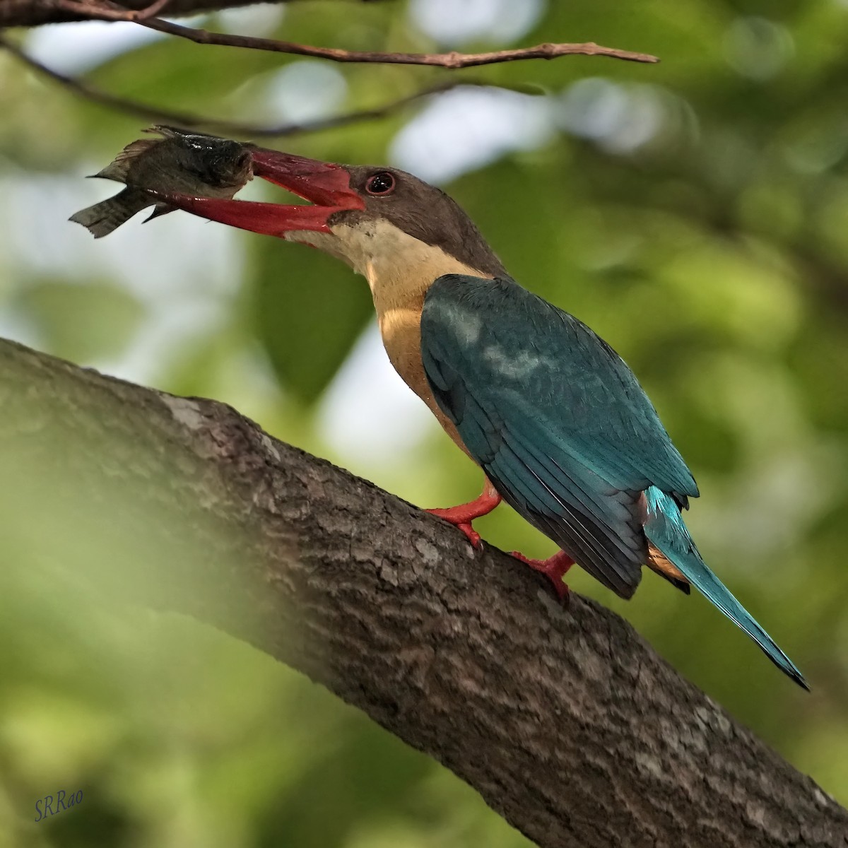 Stork-billed Kingfisher - Raghava Rao suryadevara