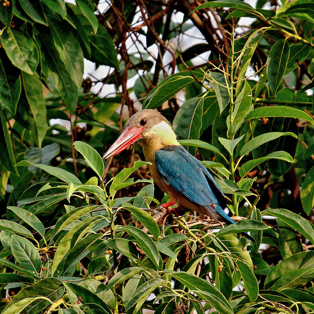 Stork-billed Kingfisher - ML447863561