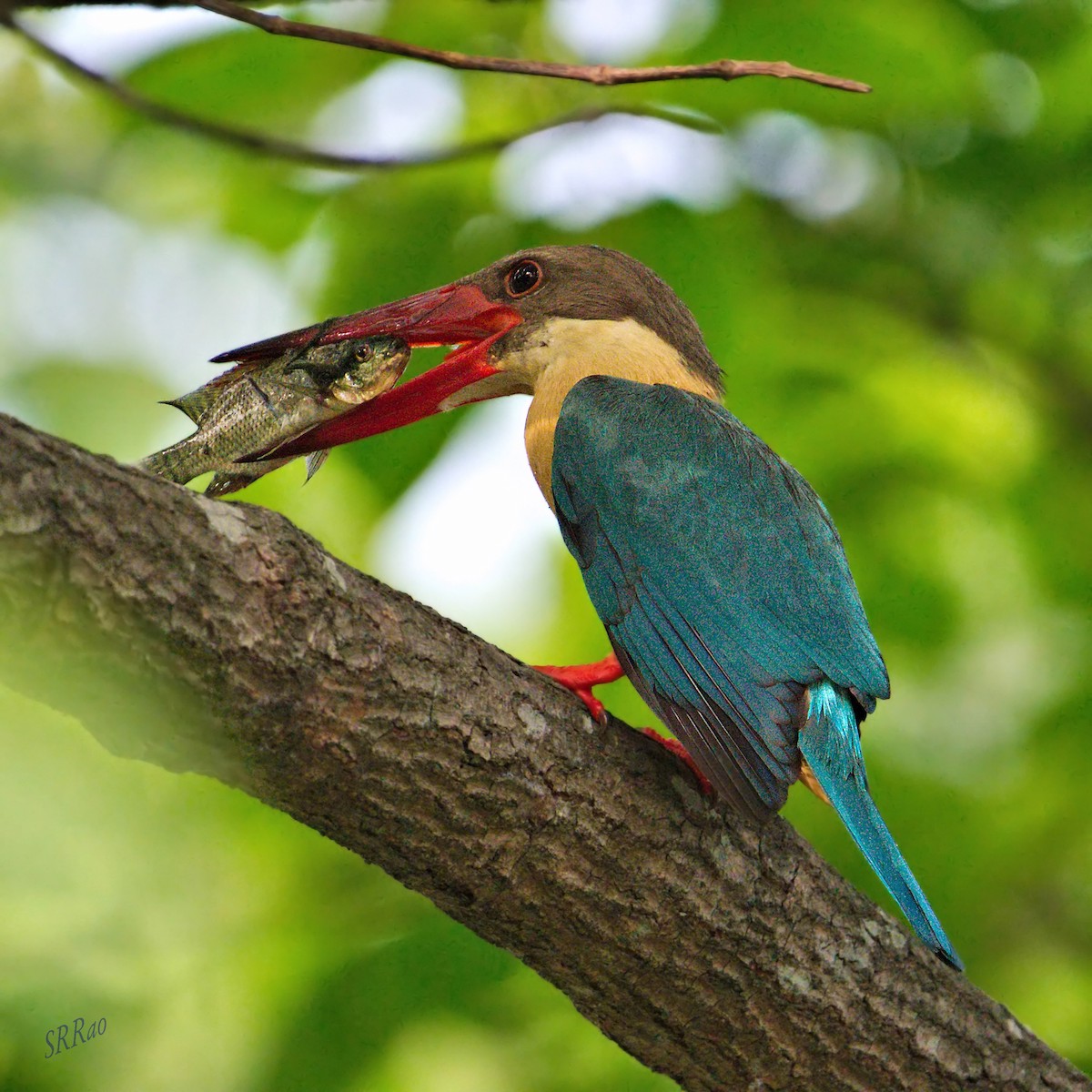 Stork-billed Kingfisher - ML447863571