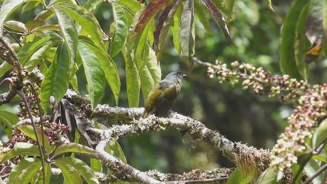 Black-and-yellow Silky-flycatcher - ML447863741