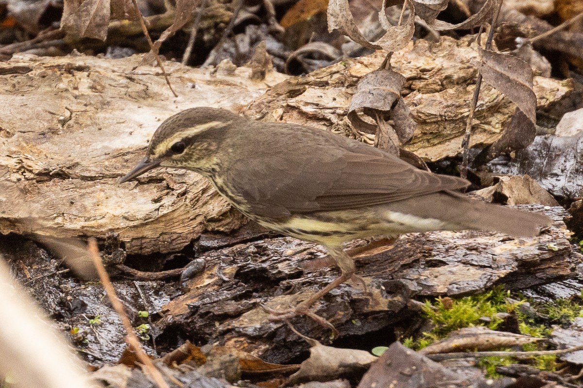 Northern Waterthrush - Michael Heaney