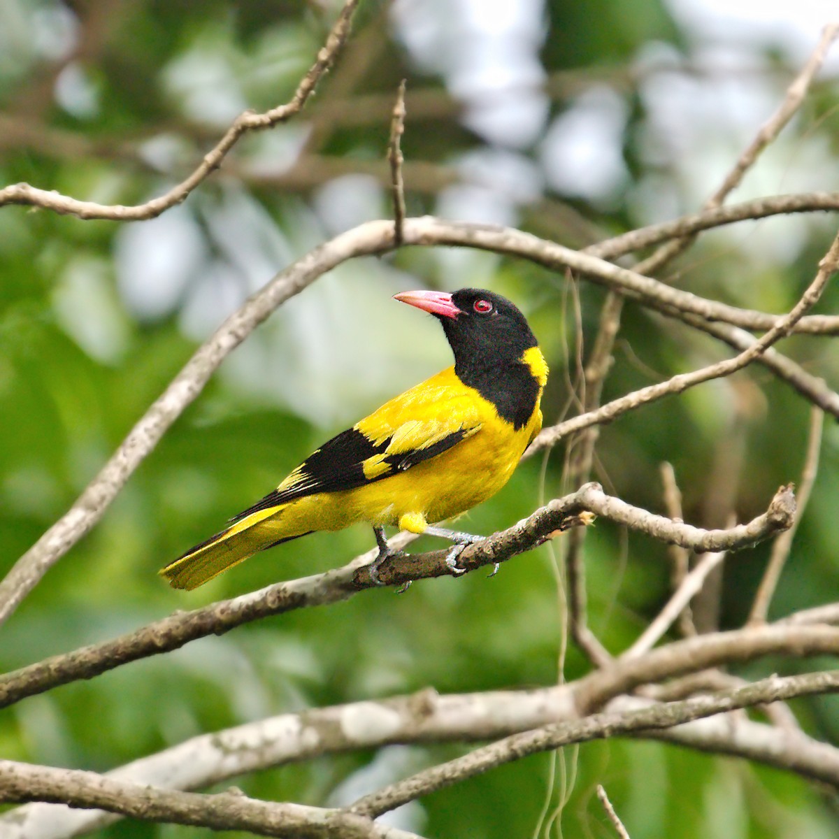 Black-hooded Oriole - ML447863971