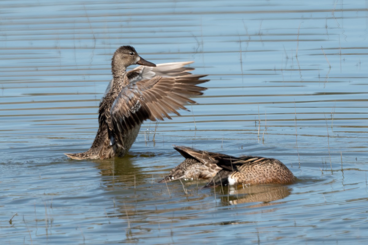 Blue-winged Teal - ML447864061