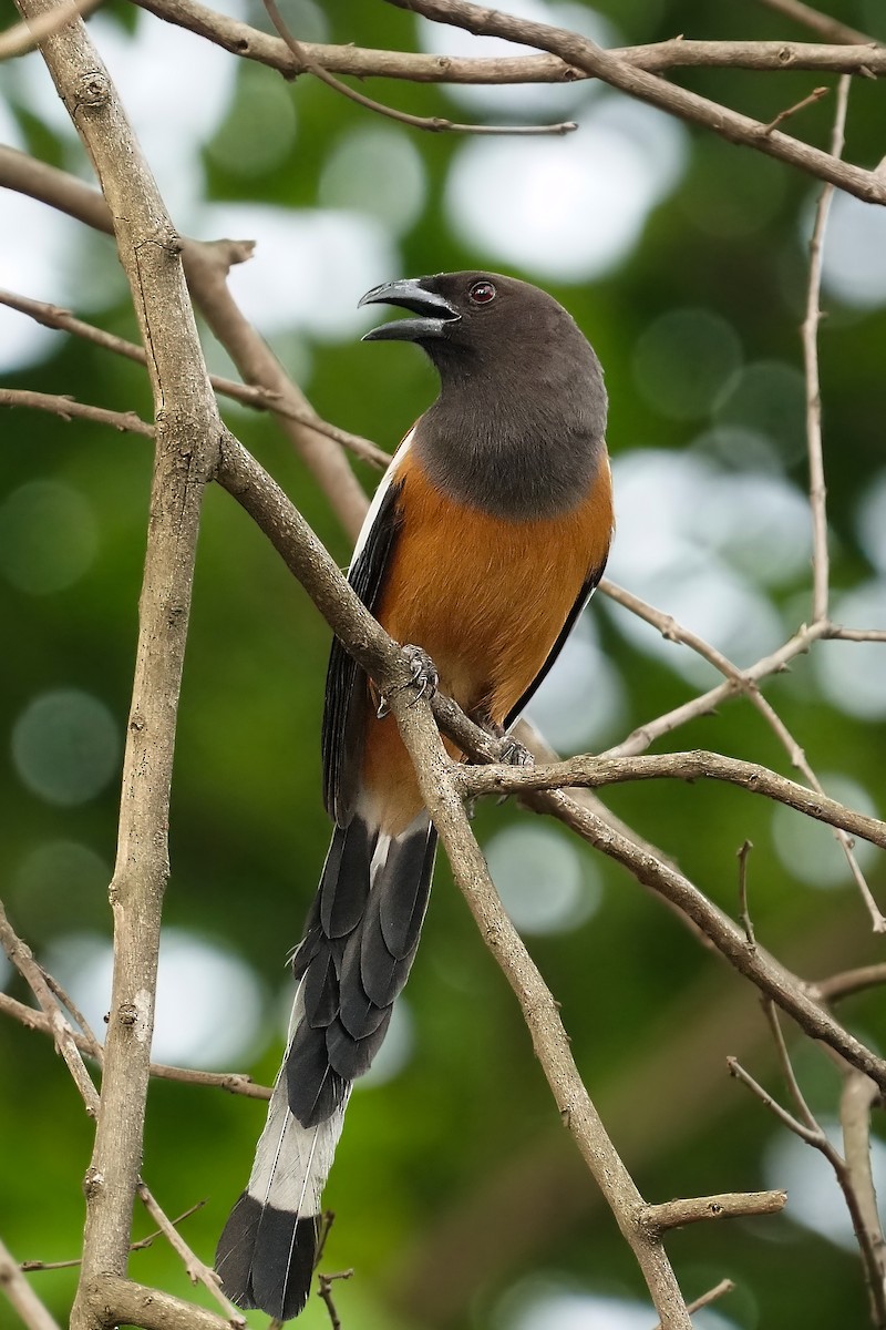 Rufous Treepie - ML447864261