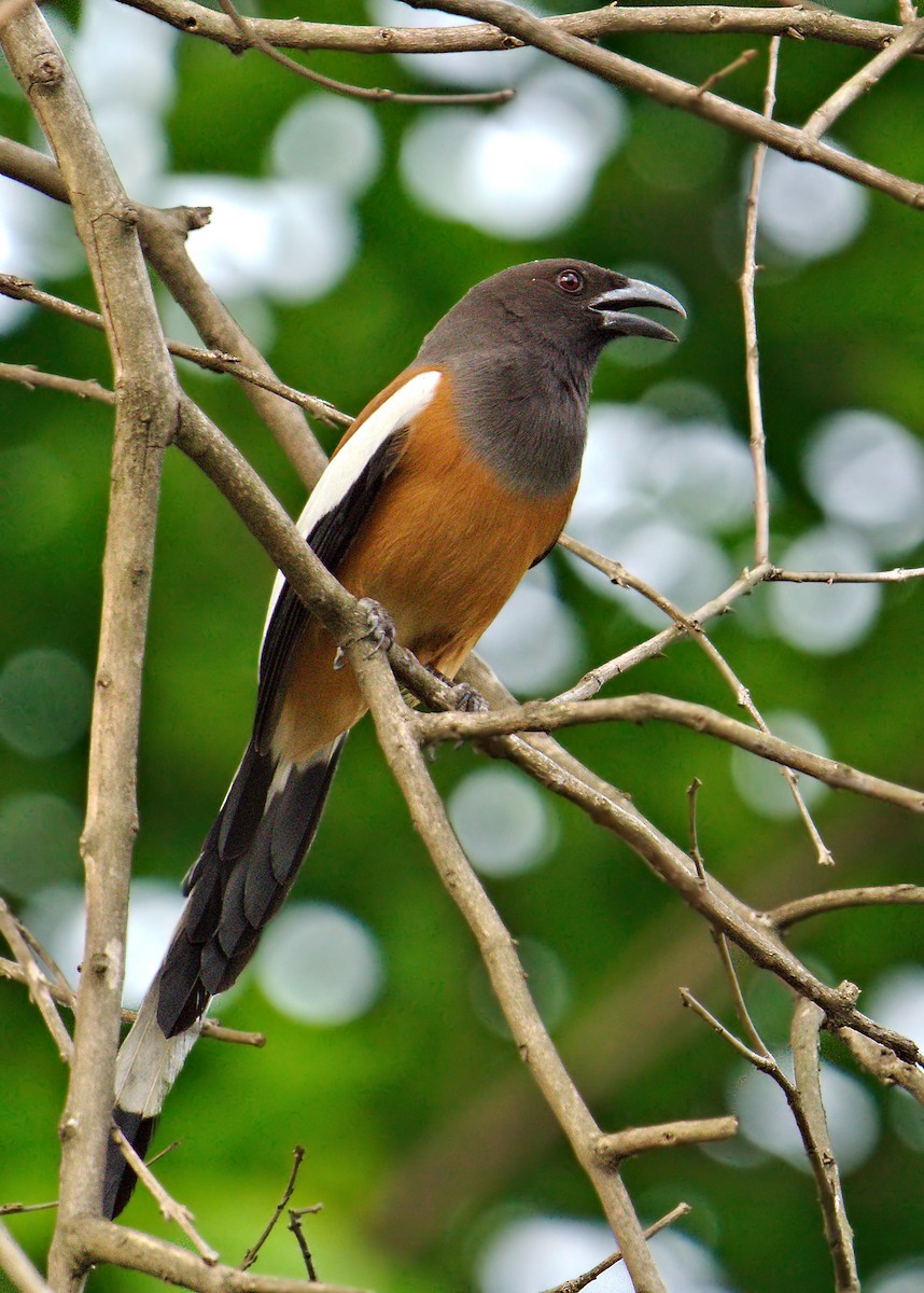 Rufous Treepie - ML447864291