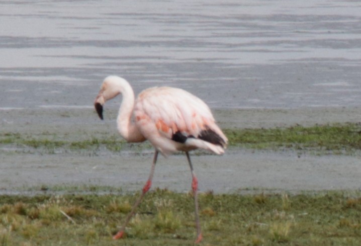 Chilean Flamingo - ML447864951