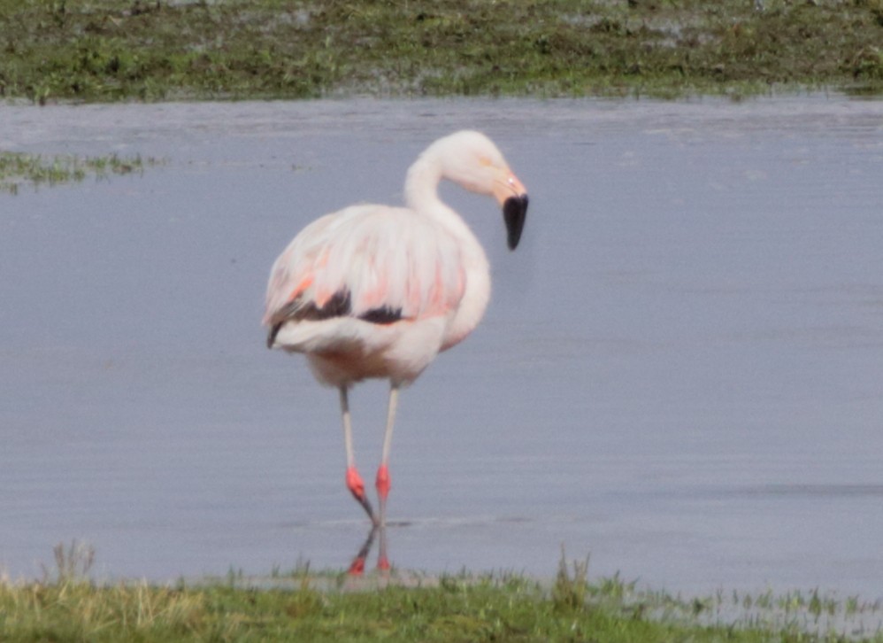 Chilean Flamingo - ML447864961