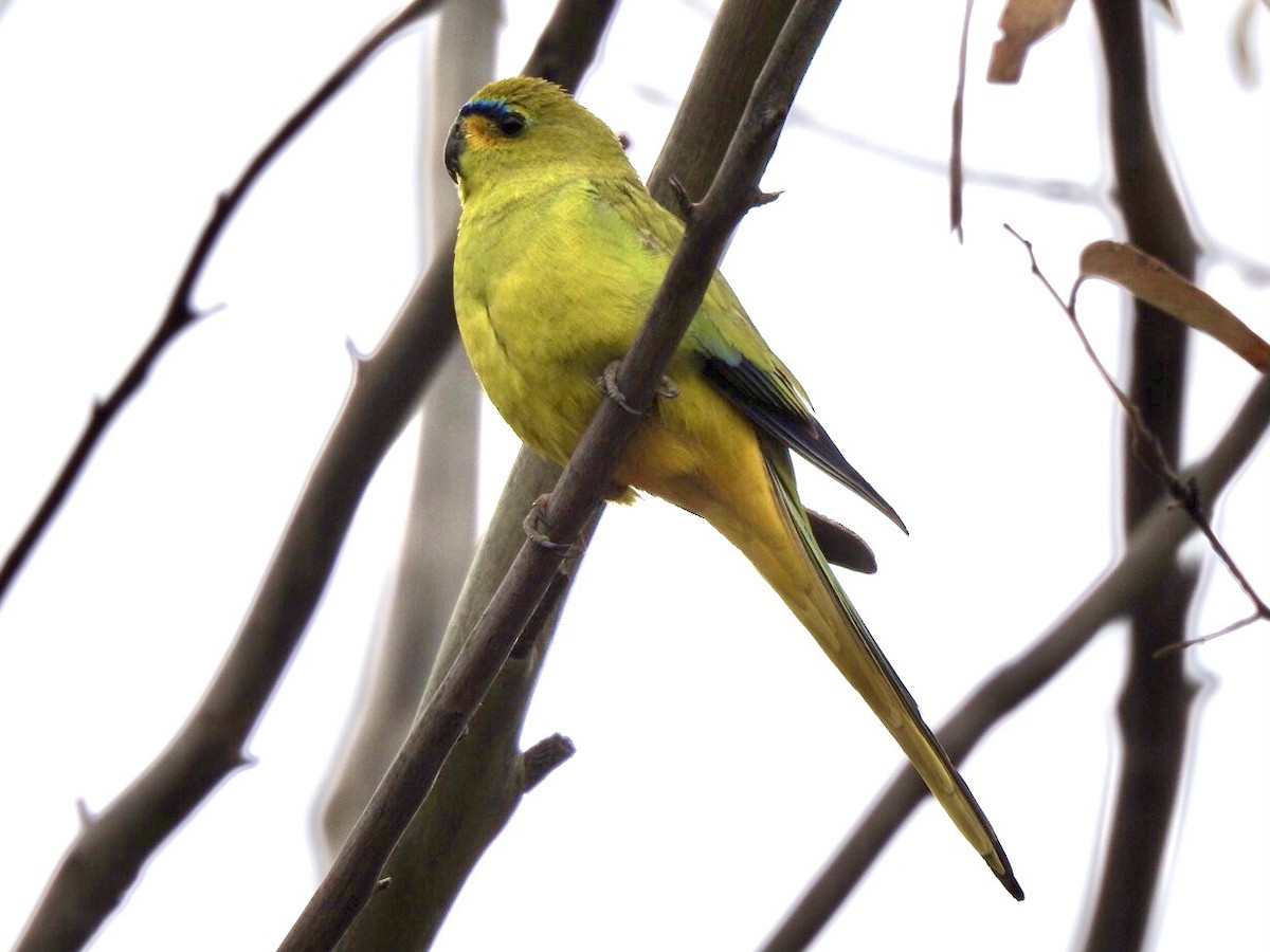 Elegant Parrot - ML447865121