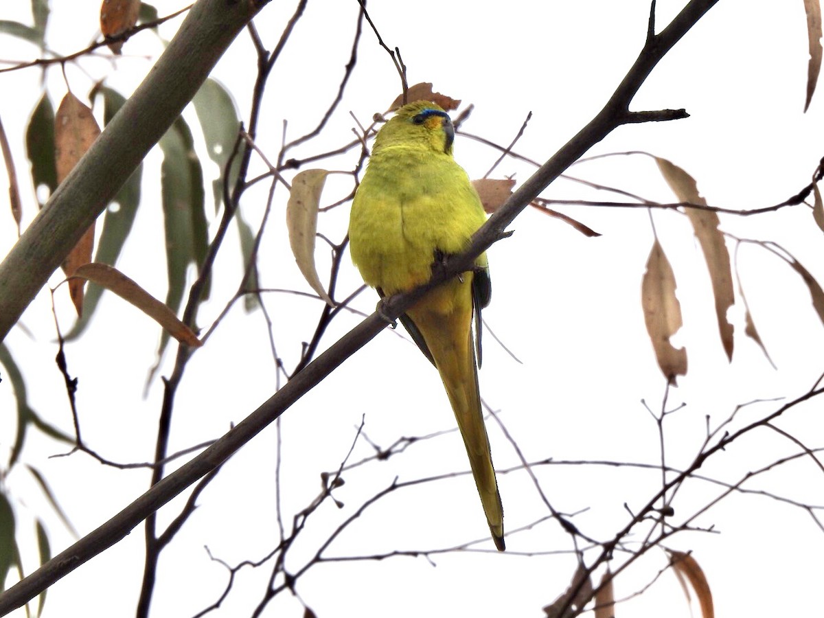 Elegant Parrot - David Koch