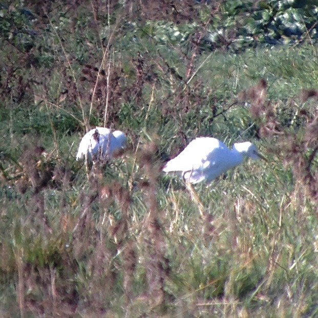 Western Cattle Egret - ML44786521