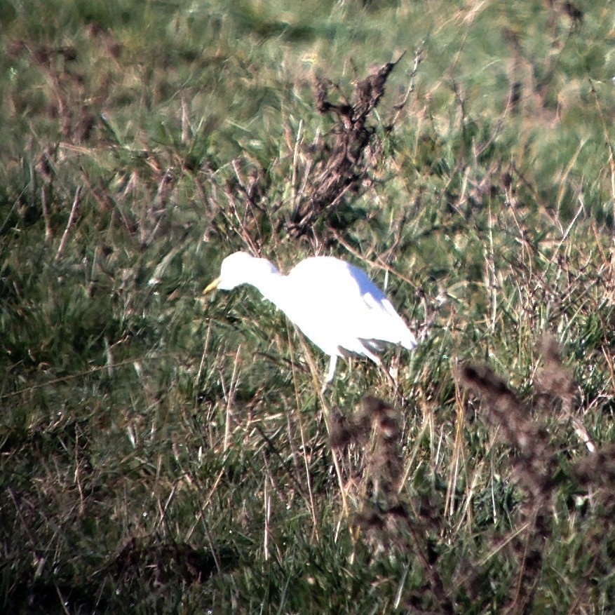 Western Cattle Egret - ML44786531