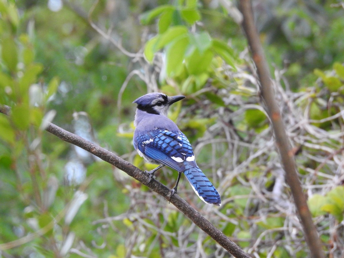 Blue Jay - inger hansen