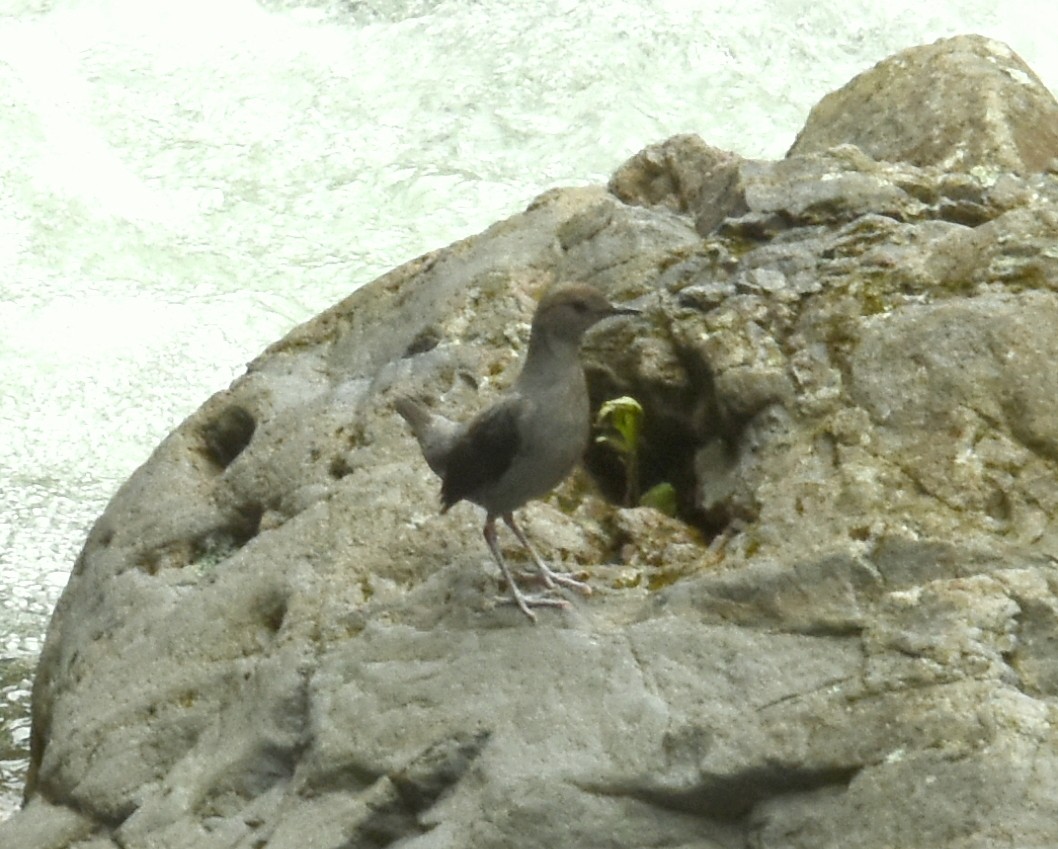 American Dipper (Costa Rican) - joe greco