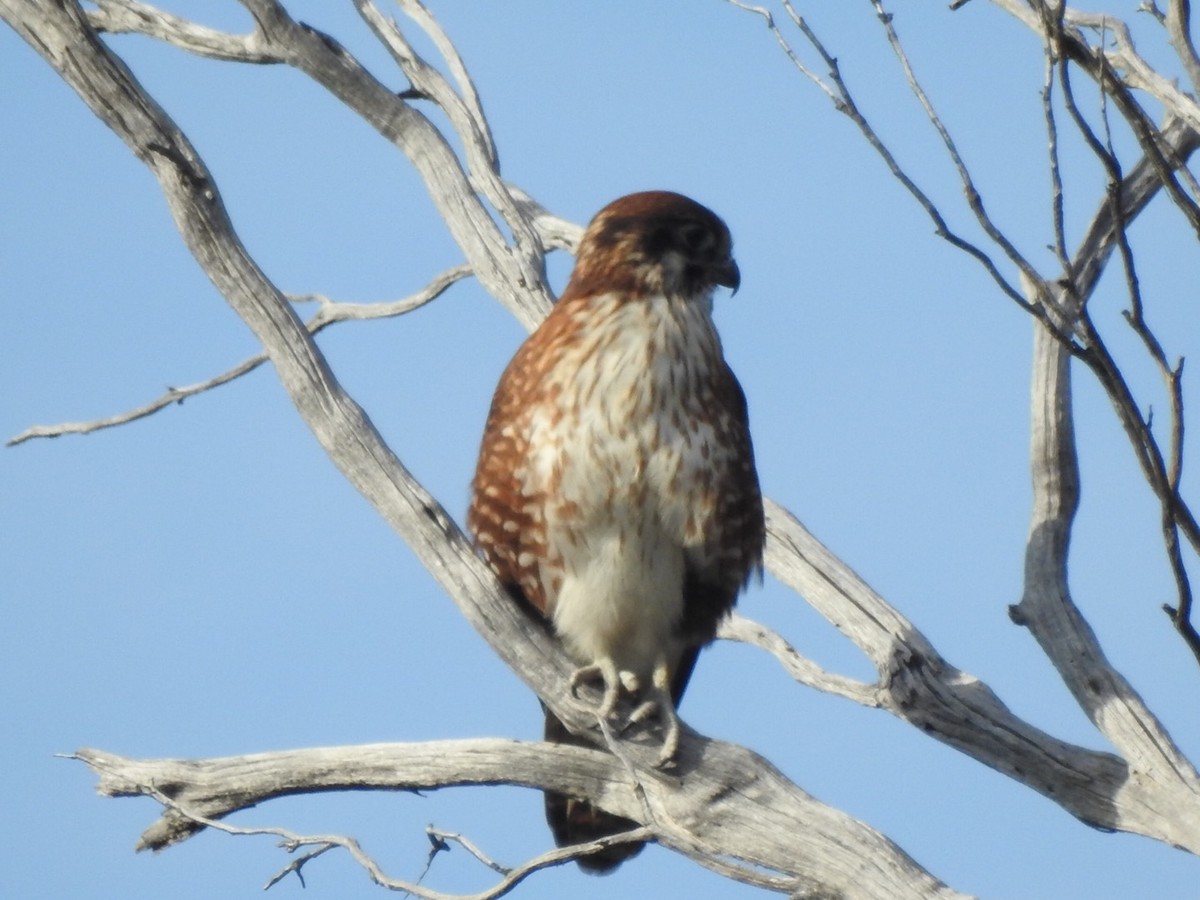 Brown Falcon - ML447867221