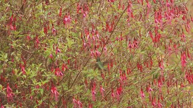 Colibrí Volcanero - ML447868621