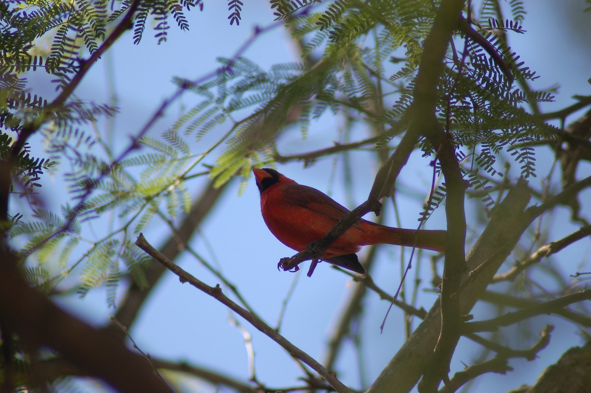 Northern Cardinal - Keith Leonard