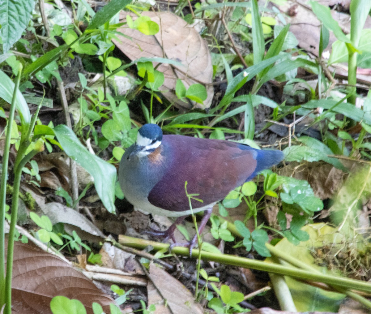 Purple Quail-Dove - Nick Nepokroeff