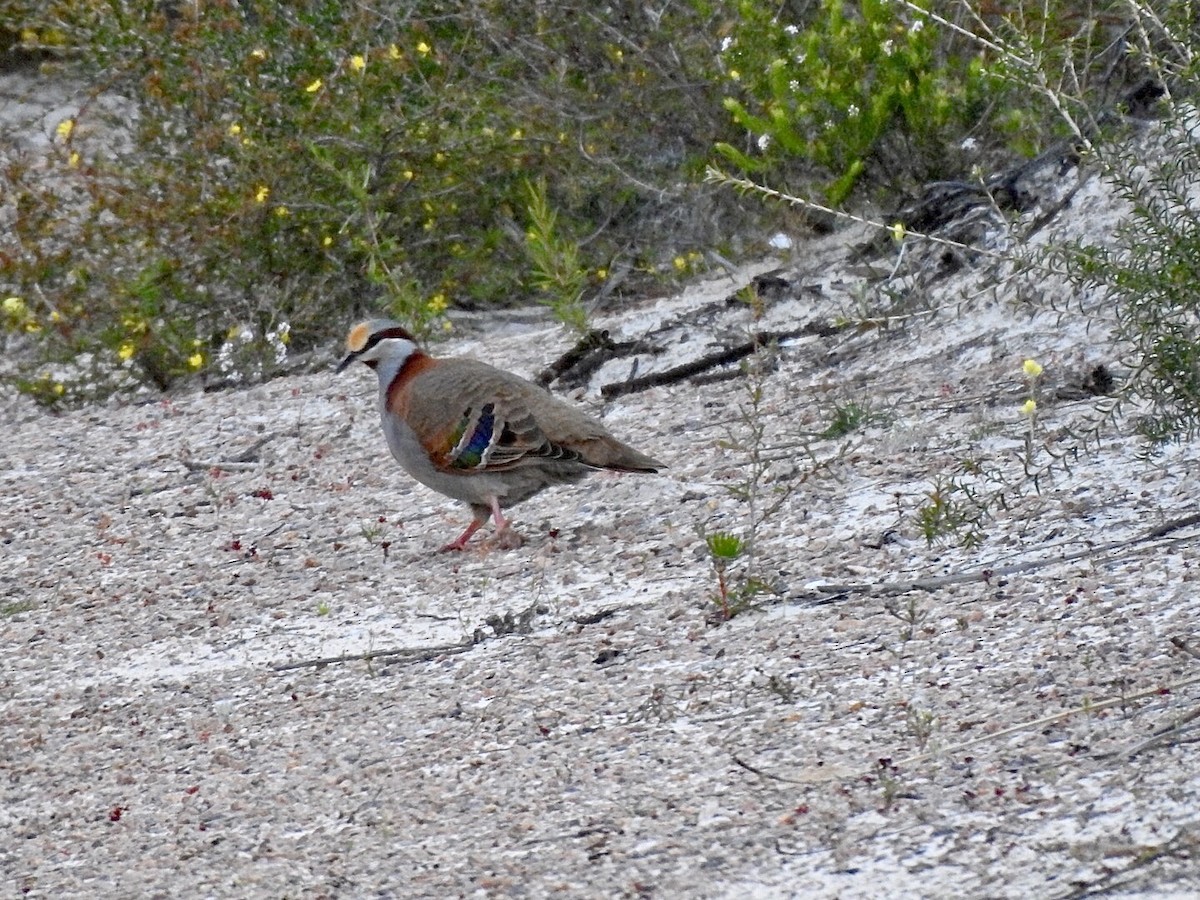 Brush Bronzewing - ML447870071