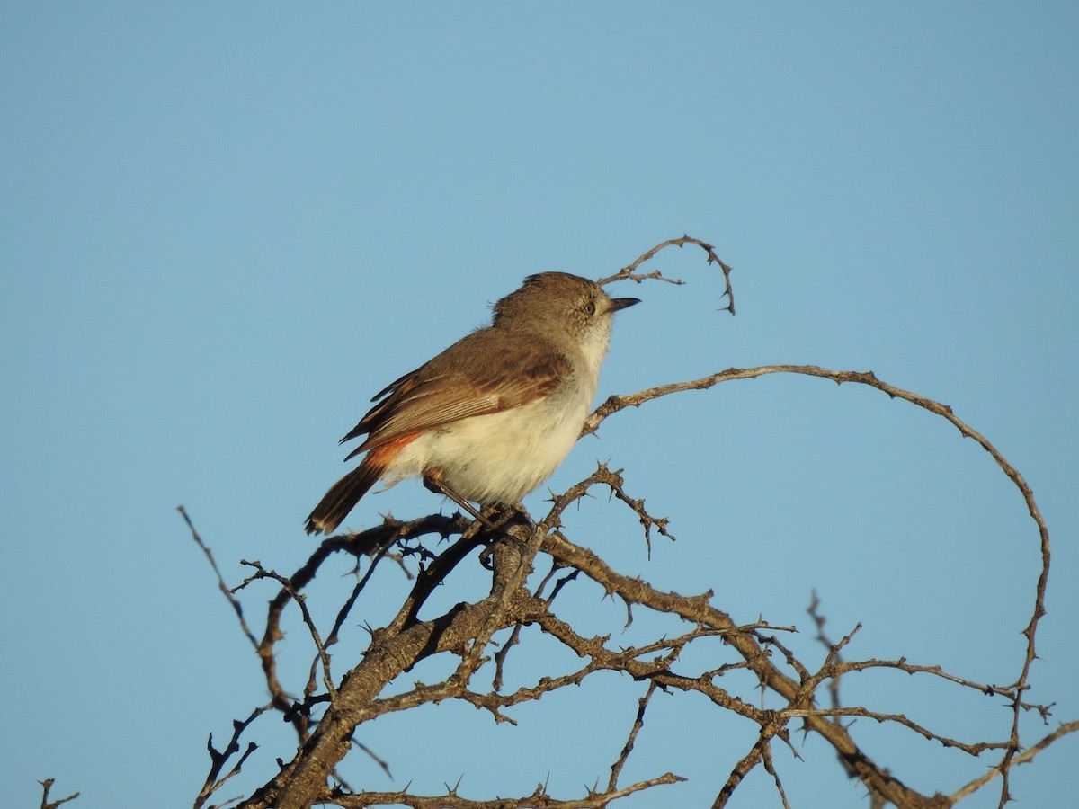 Chestnut-rumped Thornbill - ML447870711