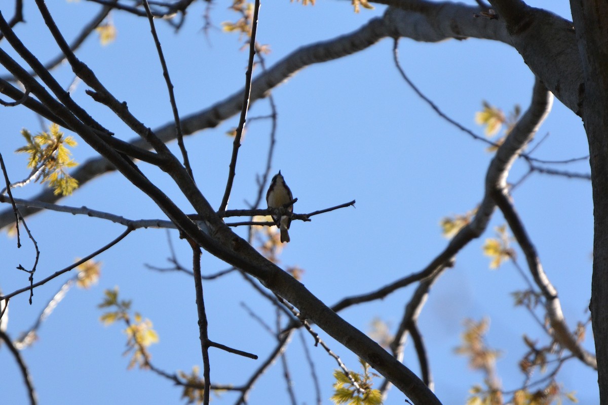 Chestnut-sided Warbler - ML44787191