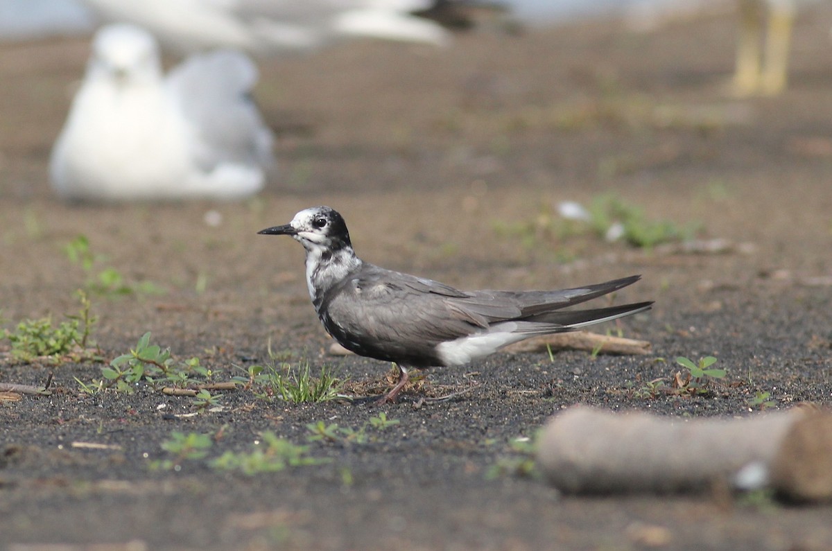 Black Tern - ML447875501