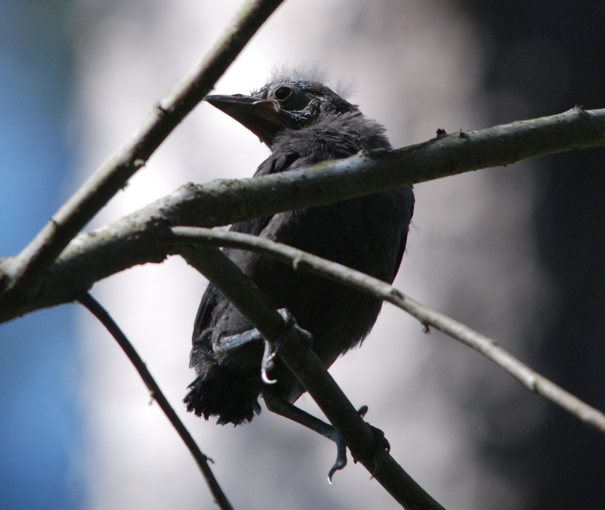 Common Grackle - ML447876421