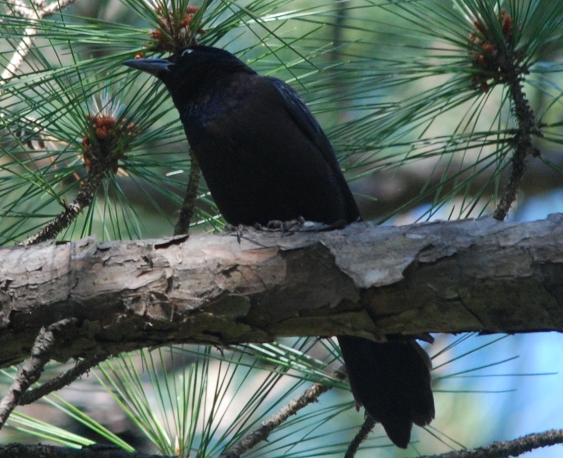 Common Grackle - ML447876451