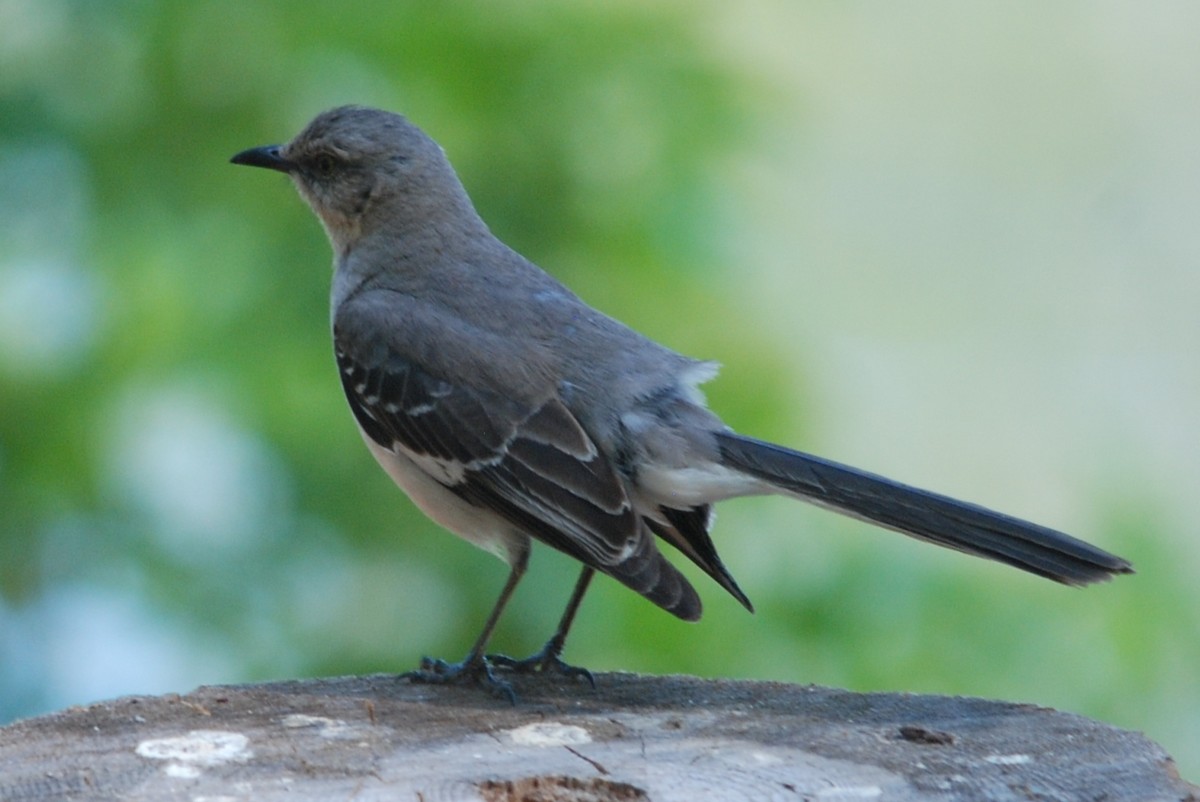 Northern Mockingbird - ML447876561
