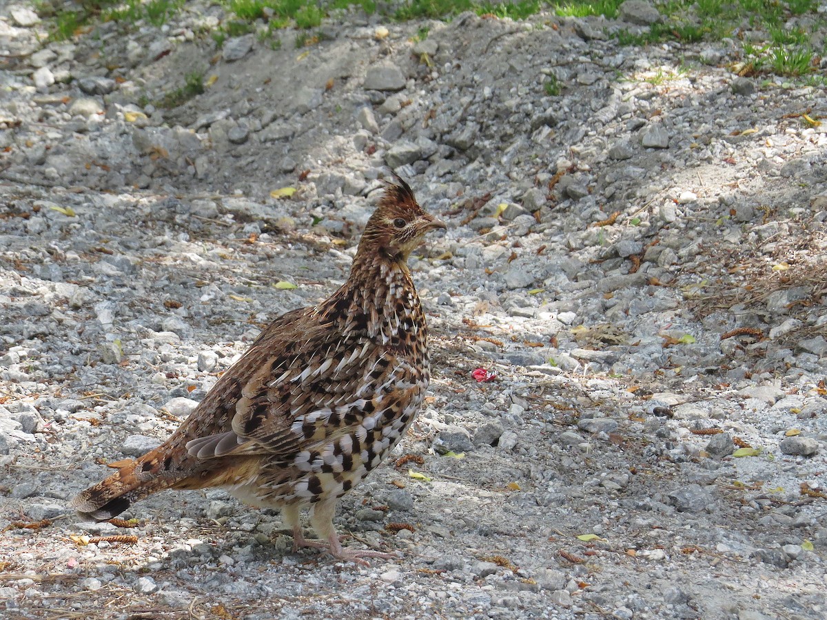 Gélinotte huppée - ML447876591